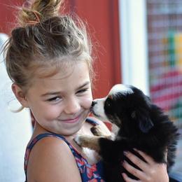 Toy Australian Shepherd Puppies from Double M Toy and Mini Aussies