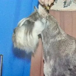 Angel - Miniature Schnauzer