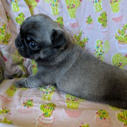 Pug Puppies from Peekaboo Pugs