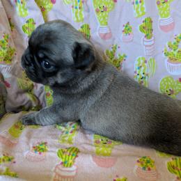 Pug Puppies from Peekaboo Pugs