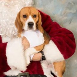 Blizzard - Beagle
