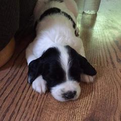 English Cocker Spaniel and English Springer Spaniel Puppies from PrairieRose Gundogs