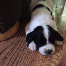 English Cocker Spaniel and English Springer Spaniel Puppies from PrairieRose Gundogs