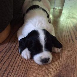 English Cocker Spaniel and English Springer Spaniel Puppies from PrairieRose Gundogs