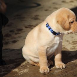 Labrador Retriever Puppies from Deep Hollow Labrador Retrievers