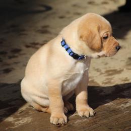 Labrador Retriever Puppies from Deep Hollow Labrador Retrievers