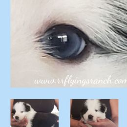 Border Collie Puppies from Flying S Border Collies