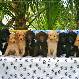 Tampa Bay Australian Labradoodles breeder of Australian Labradoodle