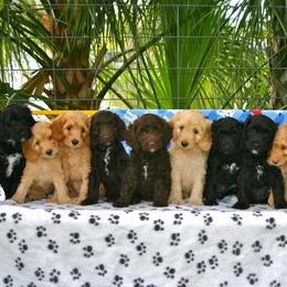 Tampa Bay Australian Labradoodles breeder of Australian Labradoodle