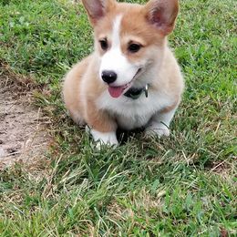 Pembroke Welsh Corgi Puppies from McFadden's Corgis