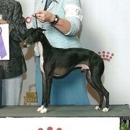 Parris - Italian Greyhound