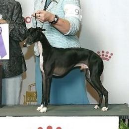 Parris - Italian Greyhound