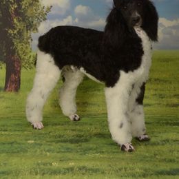 K-Winde Sharped Dressed Man For Grace - Poodle