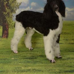 K-Winde Sharped Dressed Man For Grace - Poodle