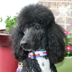 Violet - Poodle