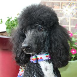 Violet - Poodle