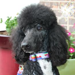 Violet - Poodle