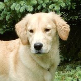 Georgia - Golden Retriever