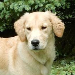 Georgia - Golden Retriever