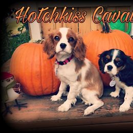 Cavalier King Charles Spaniel Puppies from Hotchkiss Cavaliers