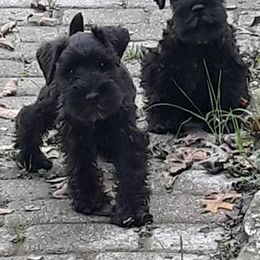 Golden Retriever and Miniature Schnauzer Puppies from Mervar Kennel