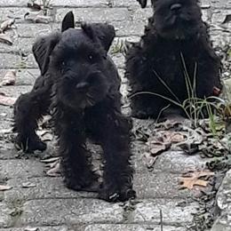 Golden Retriever and Miniature Schnauzer Puppies from Mervar Kennel