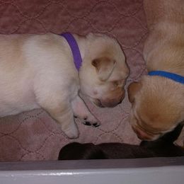 Labrador Retriever Puppies from Farmhouse Labradors