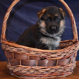 German Shepherd Puppies from Vom Dortmunder German Shepherds