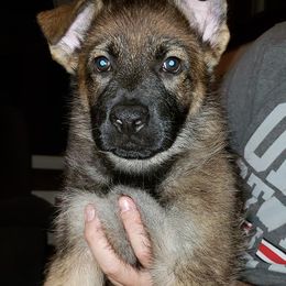 German Shepherd Puppies from Vom Haus Weinbrand