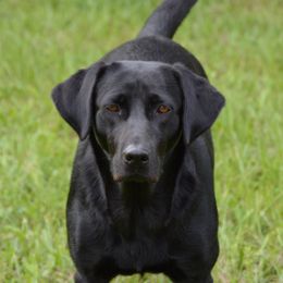 Jo - Labrador Retriever