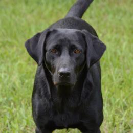 Jo - Labrador Retriever