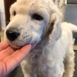 Standard Poodle Puppies from D and D Standard Poodles