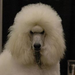 Rumor - Standard Poodle