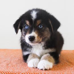 Australian Shepherd Puppies from Wilso Australian Shepherds