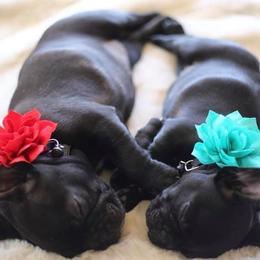French Bulldog Puppies from Dior Dogs