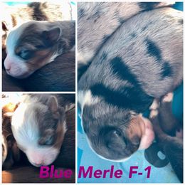 Australian Shepherd Puppies from Crazy 8 Aussies