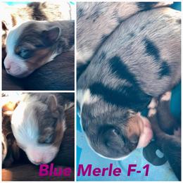 Australian Shepherd Puppies from Crazy 8 Aussies