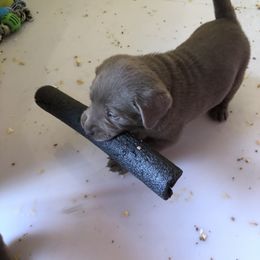 Labrador Retriever Puppies from KMC Gun Dogs