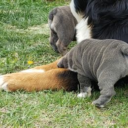 English Bulldog Puppies from Wildfire Kennel