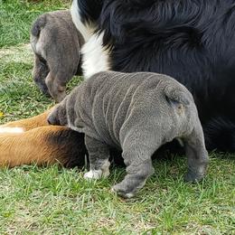 English Bulldog Puppies from Wildfire Kennel