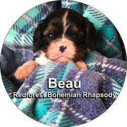 Cavalier King Charles Spaniel Puppies from Redwood Forest Cavaliers