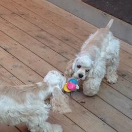 Cocker Spaniel Puppies from Lomapoint Cockers