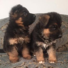 German Shepherd Puppies from Four Leaf Farm- Vom Vierblättriges Bauernhof