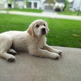 Golden Retriever Puppies from Sleepy Morning Golden's