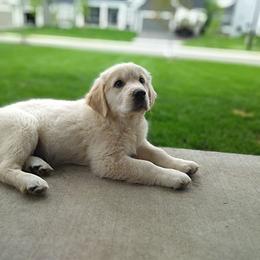 Golden Retriever Puppies from Sleepy Morning Golden's