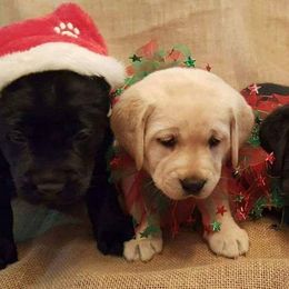 Prairie Rose Retrievers breeder of 