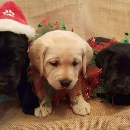 Prairie Rose Retrievers breeder of 