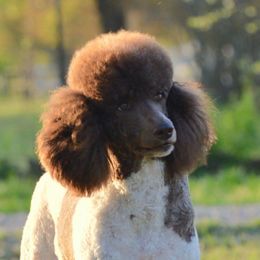 Loo Loo - Poodle