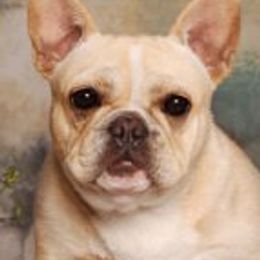 Daisy - French Bulldog