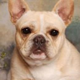 Daisy - French Bulldog
